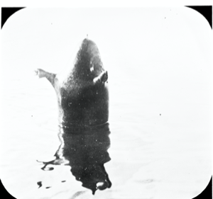 Image of Avataq (sealskin float) upright in the water